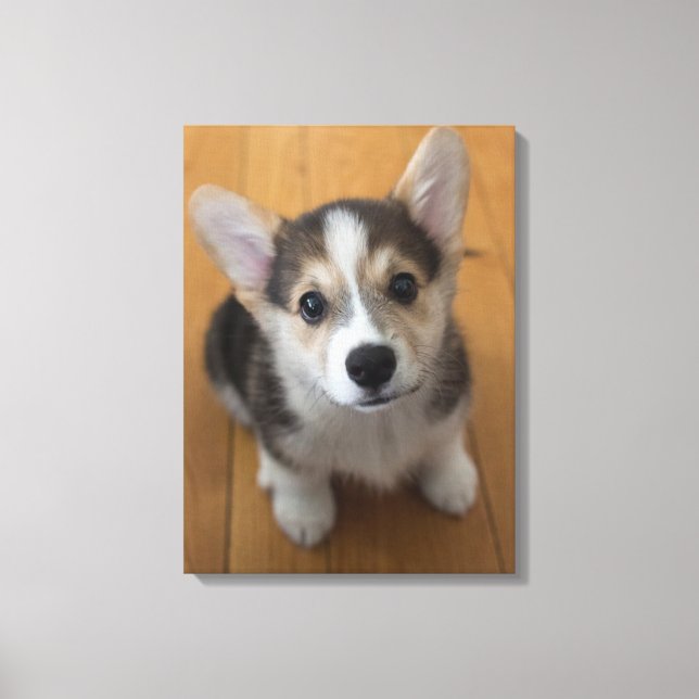 Pembroke Welsh Corgi Puppy 3 Canvas Print (Front)