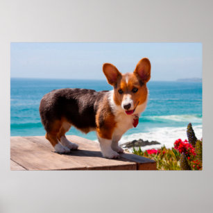 Pembroke Welsh Corgi Puppy by the Ocean Poster