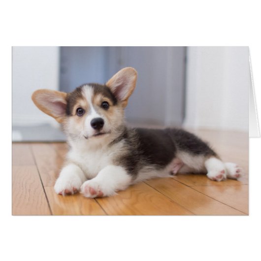 Pembroke Welsh Corgi Puppy Cards (Front Horizontal)