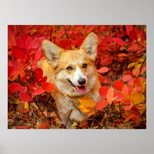 Pembroke Welsh Corgi Puppy Dog in Red Leaves Poster