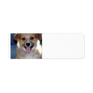pembroke welsh corgi puppy.png label