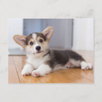 Unique and Special Welsh Corgi Gifts for Welsh Corgi Owners Welsh Corgi Picture Frame Holds Your Favorite 2.5 by 3.5 Inch Photo Hand Painted Realistic Looking Welsh Corgi Stands 6 Inches Tall Holding Beautifully Crafted Frame 