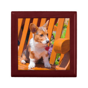 Pembroke Welsh Corgi puppy sitting in park bench Jewelry Box