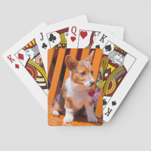 Pembroke Welsh Corgi puppy sitting in park bench Poker Cards
