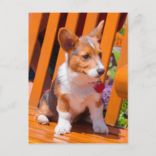 Pembroke Welsh Corgi puppy sitting in park bench Postcard (Front)