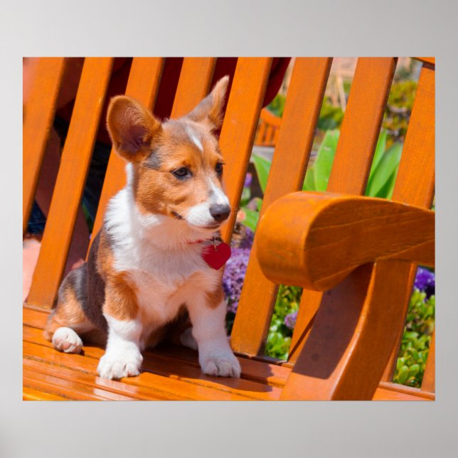 Pembroke Welsh Corgi puppy sitting in park bench Poster (Front)