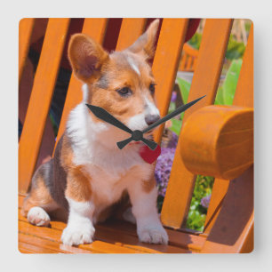 Pembroke Welsh Corgi puppy sitting in park bench Square Wall Clock