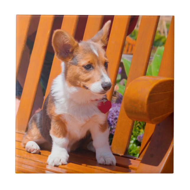 Pembroke Welsh Corgi puppy sitting in park bench Tile (Front)