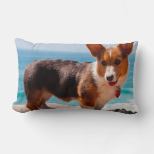Pembroke Welsh Corgi puppy standing on table Lumbar Pillow