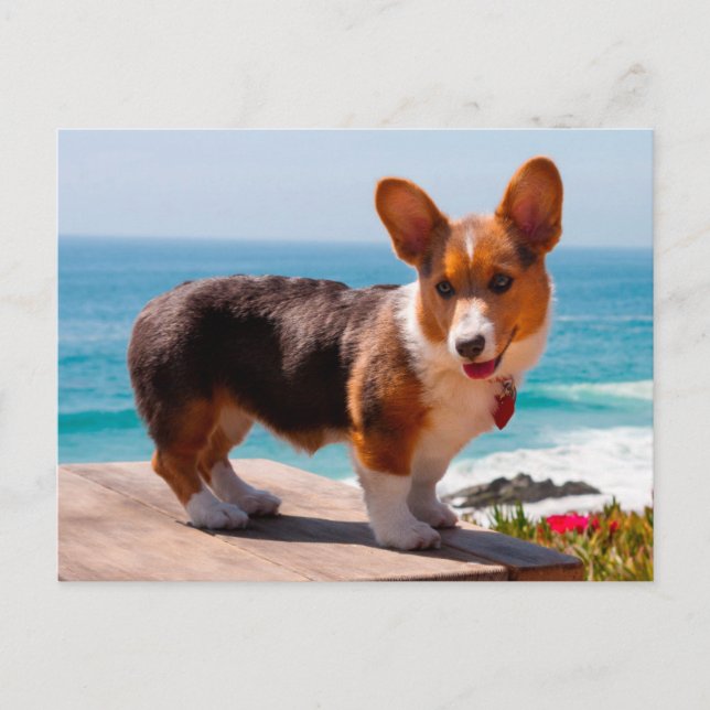 Pembroke Welsh Corgi puppy standing on table Postcard (Front)