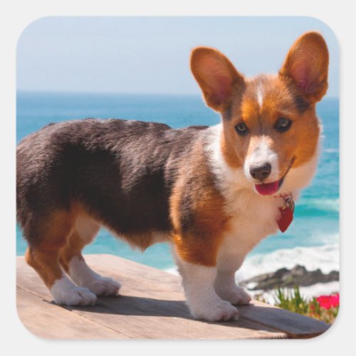 Pembroke Welsh Corgi puppy standing on table Square Sticker