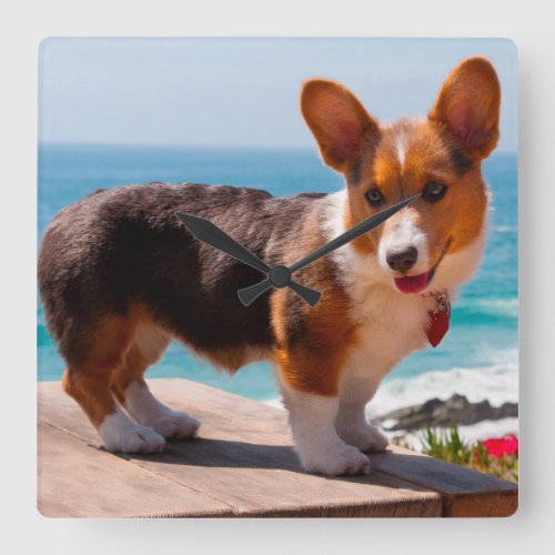 Pembroke Welsh Corgi puppy standing on table Square Wall Clock