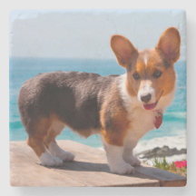 corgi coasters
