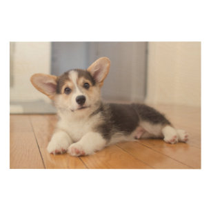 Pembroke Welsh Corgi Puppy Wood Wall Decor