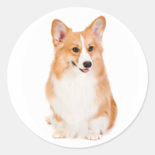 Pembroke Welsh Corgi Sticker