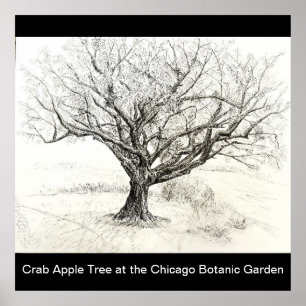 Pen and Ink Tree drawing Poster