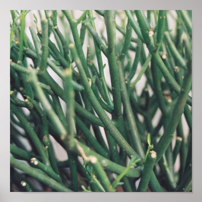 Pencil Cactus - Customized Poster (Front)