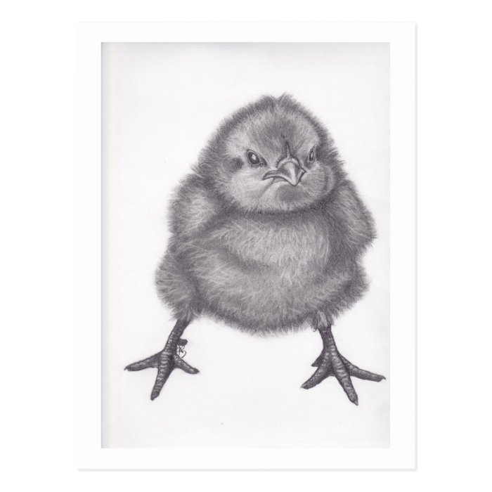 Pencil drawing of a baby chick post cards