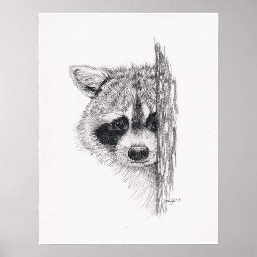 Pencil Drawing 'Peeking Raccoon' Poster | Zazzle