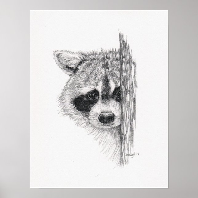 Pencil Drawing 'Peeking Raccoon' Poster (Front)