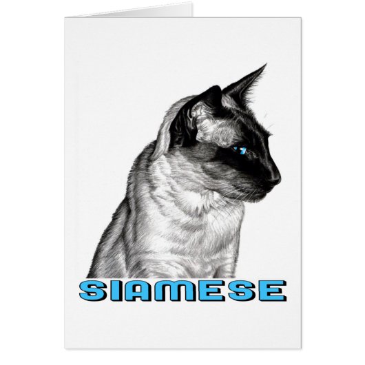 Pencil Siamese (Front)