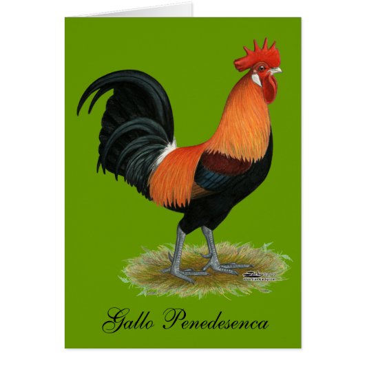 Penedesenca Rooster Cards (Front)