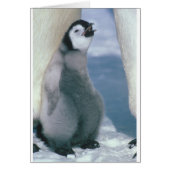Penguin (Front)