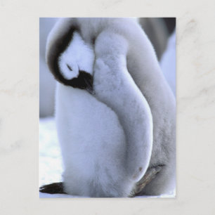 Penguin Antarctic Peninsula, Weddell Sea Postcard