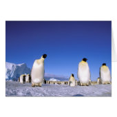 Penguin | Antarctica, Antarctic Peninsula (Front Horizontal)
