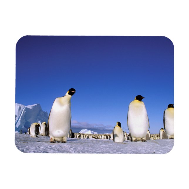 Penguin | Antarctica, Antarctic Peninsula Magnet (Horizontal)