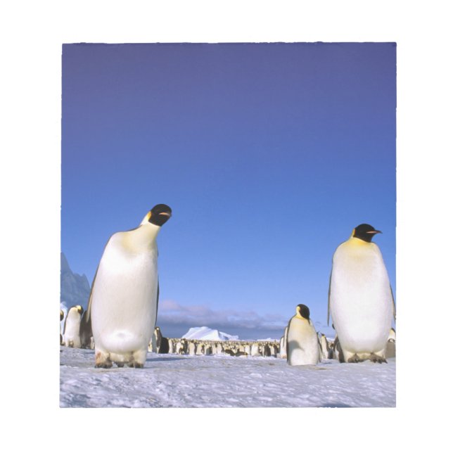 Penguin | Antarctica, Antarctic Peninsula Notepad (Front)