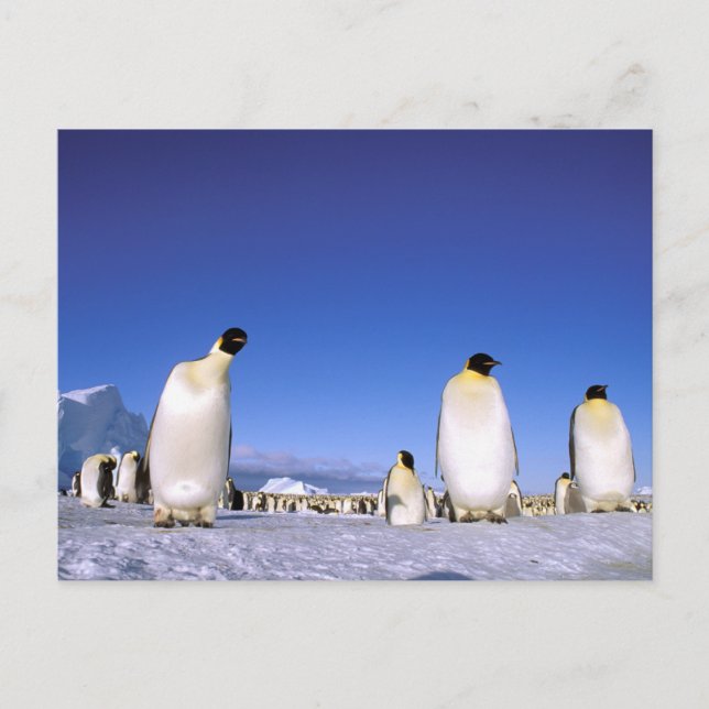 Penguin | Antarctica, Antarctic Peninsula Postcard (Front)