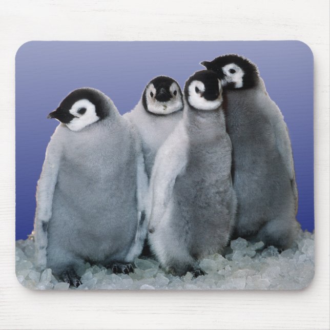Penguin Babies Mouse Pad (Front)