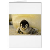 Penguin baby (Front)