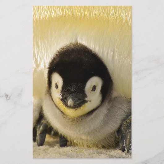 Penguin baby (Front)