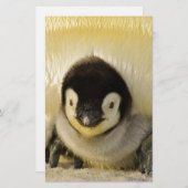 Penguin baby (Front/Back)