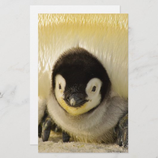 Penguin baby (Front/Back)