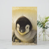 Penguin baby (Standing Front)