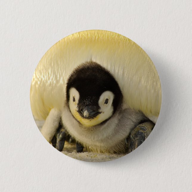 Penguin baby button (Front)