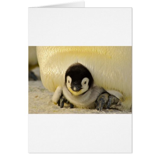Penguin baby cards (Front)