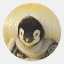 Penguin baby