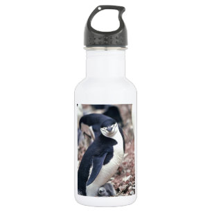 Penguin Bird Cute Animal Black White Water Bottle