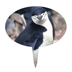 Penguin Bird Cute Animal Black White Water Cake Topper