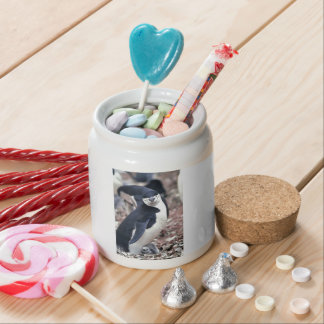 Penguin Bird Cute Animal Black White Water Candy Jar