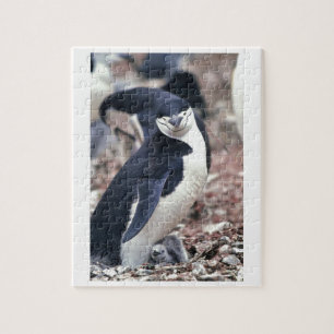 Penguin Bird Cute Animal Black White Water Jigsaw Puzzle