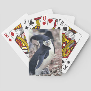 Penguin Bird Cute Animal Black White Water Poker Cards