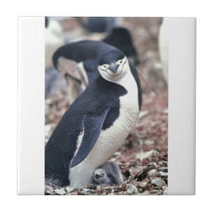 Penguin Bird Cute Animal Black White Water Tile