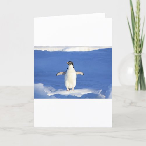 Penguin Bird Feathers Black White Personalize Card