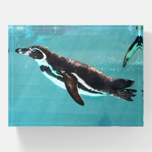 penguin, bird, swimming paperweight