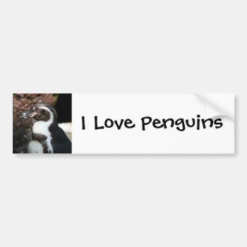 Penguin Bumper Sticker by lynnsphotos at Zazzle